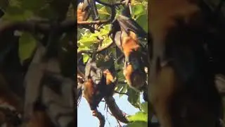 Flying Fox Bats Caught on Camera 😮 | Nature Shorts