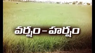 Krishna District Farmers Express Happiness Over Continous Rains