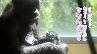 【東山動植物園公式】チンパンジーの赤ちゃんの成長記2　～ひなたぼっこ～ 《 チンパンジー 》
