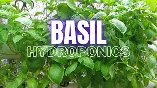 Growing Basil Hydroponically: A Beginner's Guide