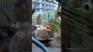 Asiatic Striped Squirrel eating Nuts 1/2 (Liberta)