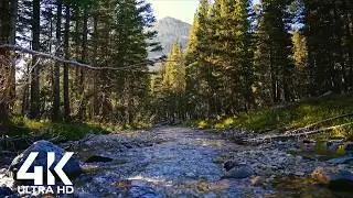 Forest River Sounds 🌿 Relaxing Stream & Birdsong | Nature Ambience for Sleep & Focus - 12 Hours