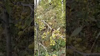 An alder tree with cones near the shore. #alder #cones #watersounds #FinnishNature