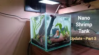 Nano Shrimp Tank &ndash; Update 3 | Healthy Growth & Maintenance