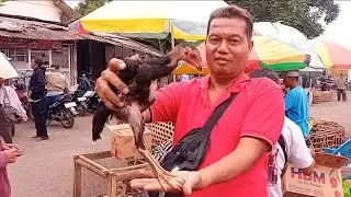 UPDATE HARGA ANAKAN AYAM PA MANGON UMUR 2 BULAN DI PASAR SUMPIUH BANYUMAS