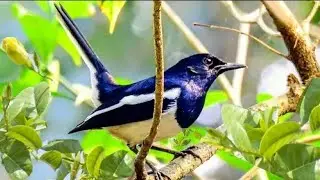 Magpie Call | Magpie Sound | Magpie Song | Black Billed Magpie Call