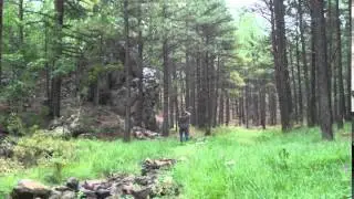 Brown Springs....A Visit to the Forest
