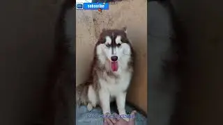 husky training #huskytraining#huskyhandshake#dogtraining #huskies #trained husky#love#cute#bts