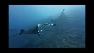 Schooling of Manta Ray at Manta Alley, South Komodo