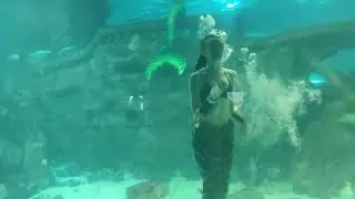 Sochi Discovery World Aquarium - большой Сочинский океанариум, русалки часть 1