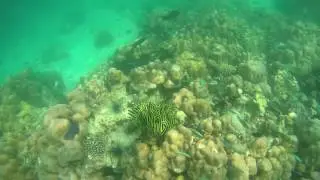 Koh Rawi snorkeling The best reef