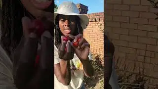 Самое простое фруктовое дерево, зона Флориды 10а 🍒 #barbadosfruittree #fruittrees