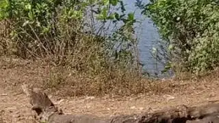 searching leopard & croc in National park
