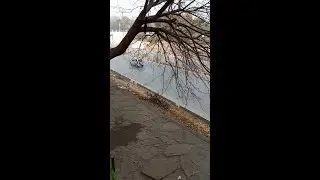 Concretization vs Trees: Islamabad is choosing sides