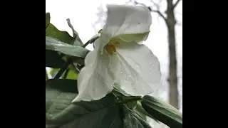 Ephemeral Spring Wildflowers of Ohio