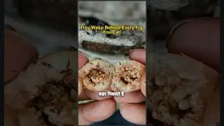 Tiny Wasp Behind Every Fig You Eat!