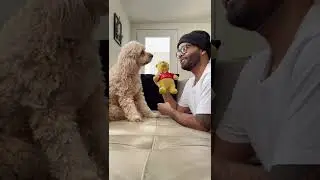 WHO DOES HE LOVE?  tiktok @lunatheminicockapoo #adorable #animals #cute #fyp #shorts #fy #fypage