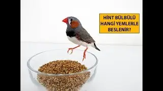 Hint Bülbülü Hangi Yemlerle Beslenir