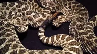 Sistrurus catenatus tergeminus rattling