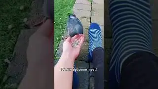 Funny pigeons #funny #aniamls #funnyshorts #funnyanimal #pets #funnybird #cute #fyp