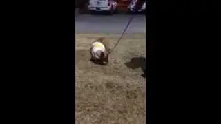 Corgi Toby the Brave Walks After His Surgery!