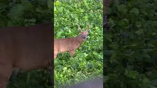 Deer Season Is HERE, Great Hunting On the First Night #hunting #deerhunting