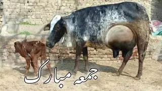 Girlando cholistani cross cow 16kg (03005104853) YouTube. 28-11-25
