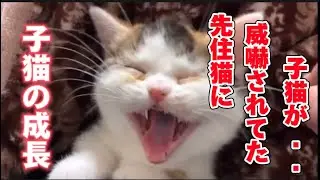 [子猫成長記録]可愛いすぎる子猫の成長記録Kitten growth record. Growth record of cute kittens