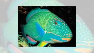 Top 5 most beautiful fishes in the world