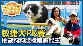 敏捷犬PK賽 挑戰狗狗版極限體能王