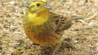Yellowhammer