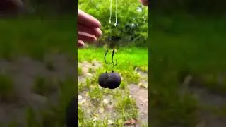 My Favorite Carp Bait #carpfishing #fishermanlife #carp #boiledfish #boilies #fishingmylife