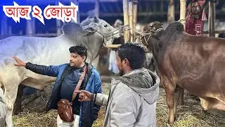 গাবতলী হাটে আকরাম ভাই নিলেন ৬ গরু! 🐂 | ৫ ষাঁড় ১ বকনা | Live Deal 27 Jan 2026