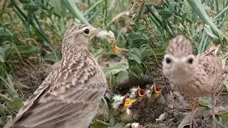 Birds video in Pakistan #birdcall #birdshelter #wildlife #naturesvoice