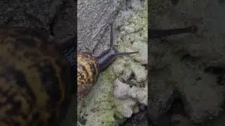 Australian Snail Common Garden snail is out for a stroll on the first day of spring 😃 Sub for more!