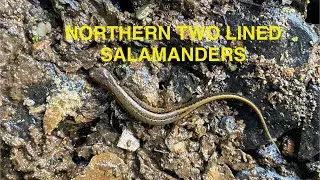 Northern Two Lined Salamander finds from 2025