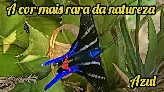 Azul, a cor mais rara da natureza, e a borboleta azul, preta, vermelha e branca (Rhetus arcius)