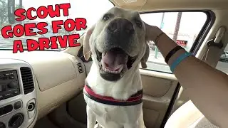 LABRADOR TAKES A DRIVE IN THE CAR!!