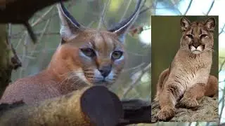Каракал, или степная рысь Caracal, or steppe lynx