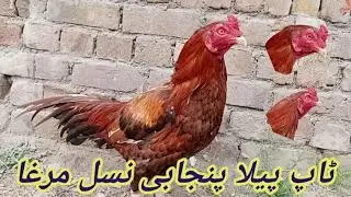 peela panjabi aseel murga | panjabi pila nasal murga | HD 1080p | IRfankhan Birds information