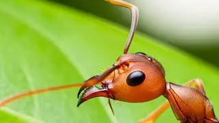 Here's Why Weaver Ants Are Called 