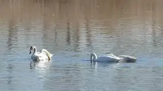 多々良沼のハクチョウ・水草を食べる様子 (群馬県館林市・邑楽町) 2026.1.10