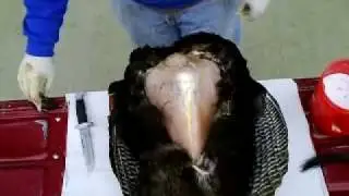 Wild Turkey Hunting; video 2 of 11--Breasting a Turkey