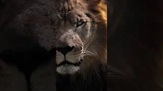 Ruthless Predator: The Lions, Kings of Africa #wildlife #lion #animals