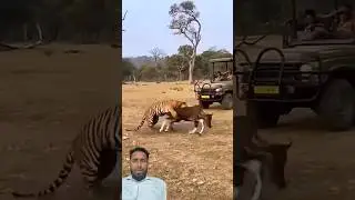 Tiger attack #animals #leopard #wildlife #funny
