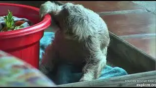 Sloths are so cute, especially this one (Sloth TV from Explore.org)