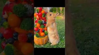 cute rabbit eating fruit🥰🥰 #ytshorts #shorts