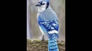 Pregnant Animals