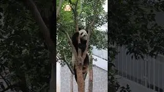 Cute panda is climbing a tree #panda #cute #adorable #wowpanda