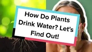 How Do Plants Drink Water? Let's Find Out!